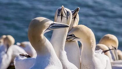 Kaiyun(中国)开云-阿尔阿赫利关键时刻发挥冷静，艾尔阿赫利