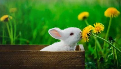 kaiyun体育app-LCK明星选手状态火热，lck职业选手大全