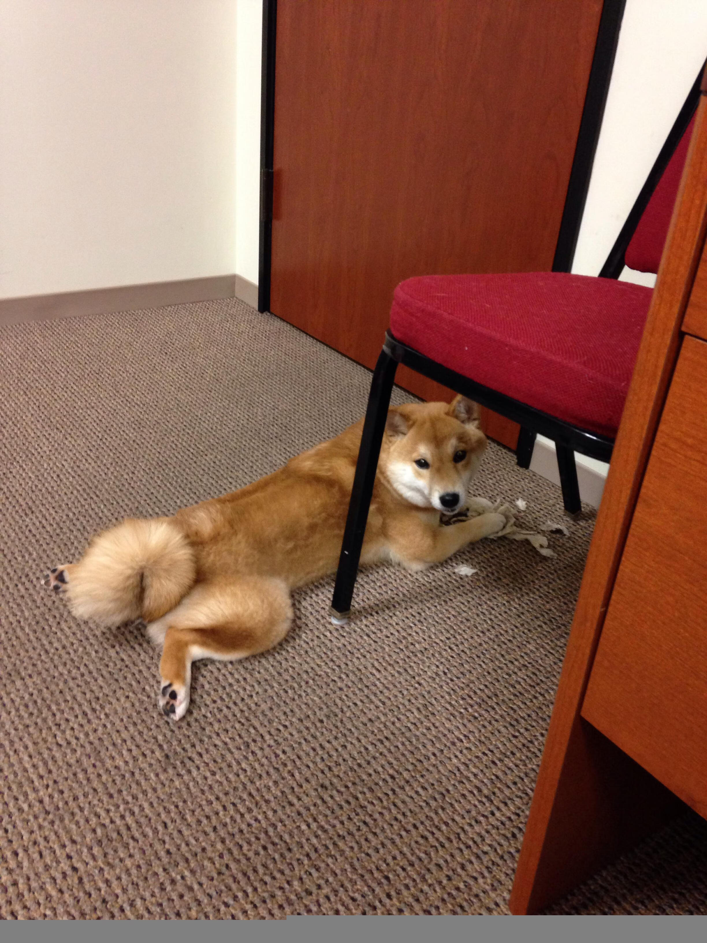 巴尔的摩乌鸦队在季后赛中止步首轮,巴尔的摩乌鸦四分卫