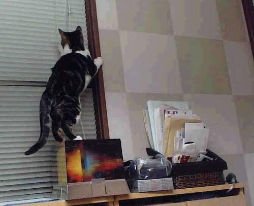 比利时骑手吉尔·托马斯在2024年国际马术联合会障碍赛世界巡回赛中获得个人第六名,表现出色。