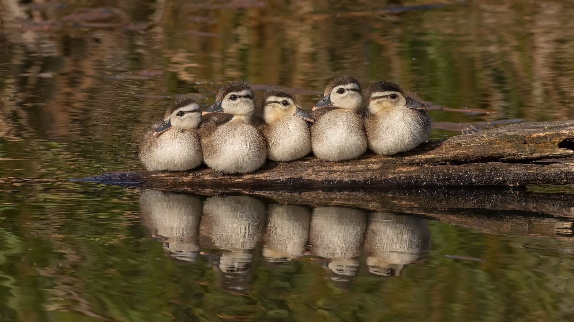 开云体育APP下载-法甲战术多样化，精彩传球成主旋律，比赛引爆热情，足球法甲