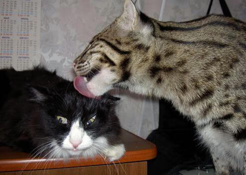 赛季“最感人的故事”:连续逆转,温暖人心的瞬间,赛场上感人瞬间