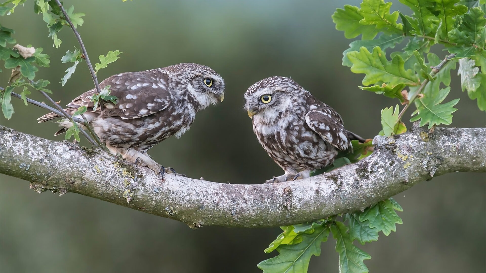 青少年篮球联赛规则调整促进公平竞争，青少年篮球邀请赛