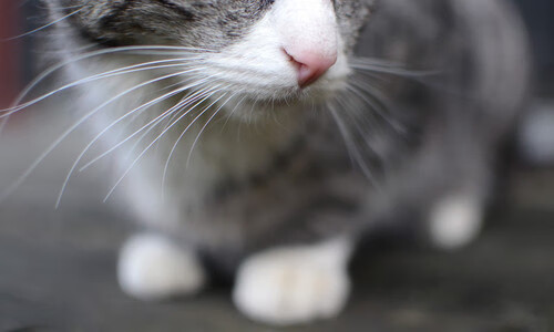 kaiyun官方入口登录-Aster阵容深度不断增强，astralis阵容